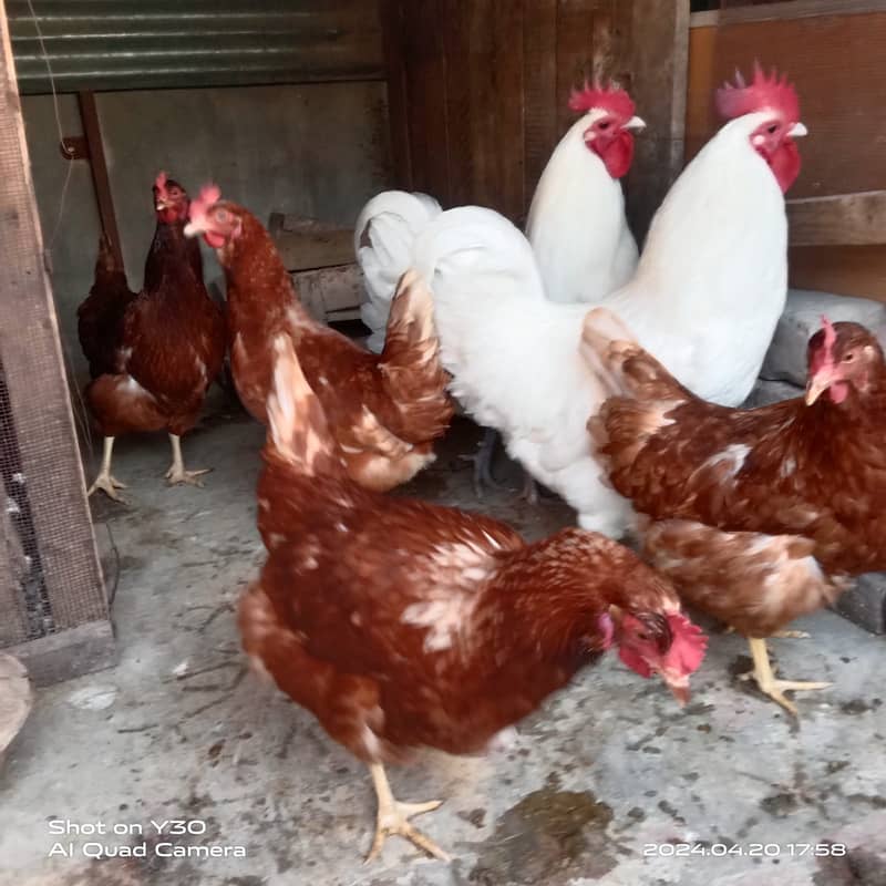 Fancy hen's chicks 03064328164 4