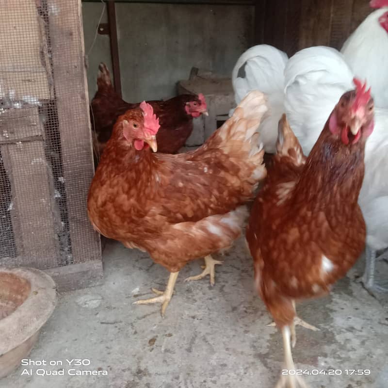 Fancy hen's chicks 03064328164 5