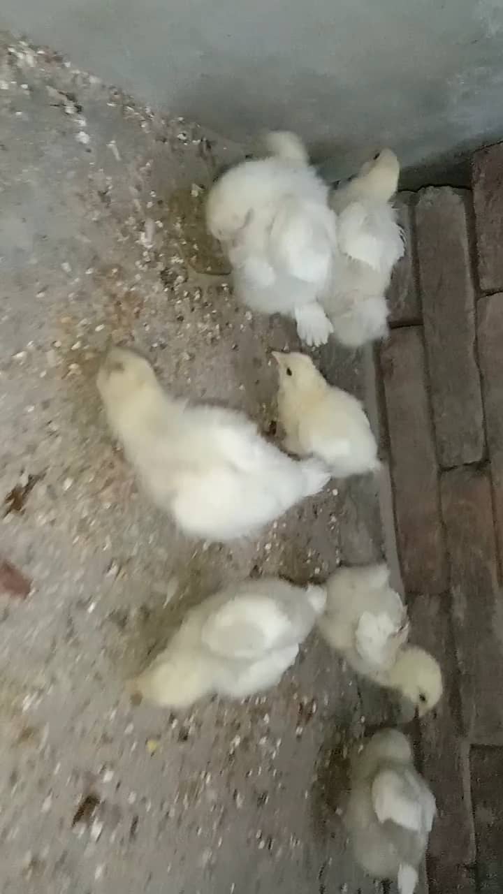 Fancy hen's chicks 03064328164 7