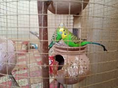Budgie Cage 5' x 1'