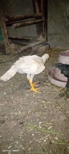 white Hera ka male chick for sale