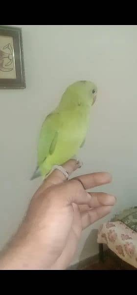 03455231374   Hand tamed  parrots 2