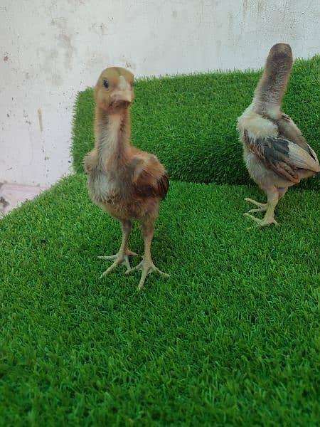 Aseel chicks 5