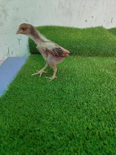 Aseel chicks 9