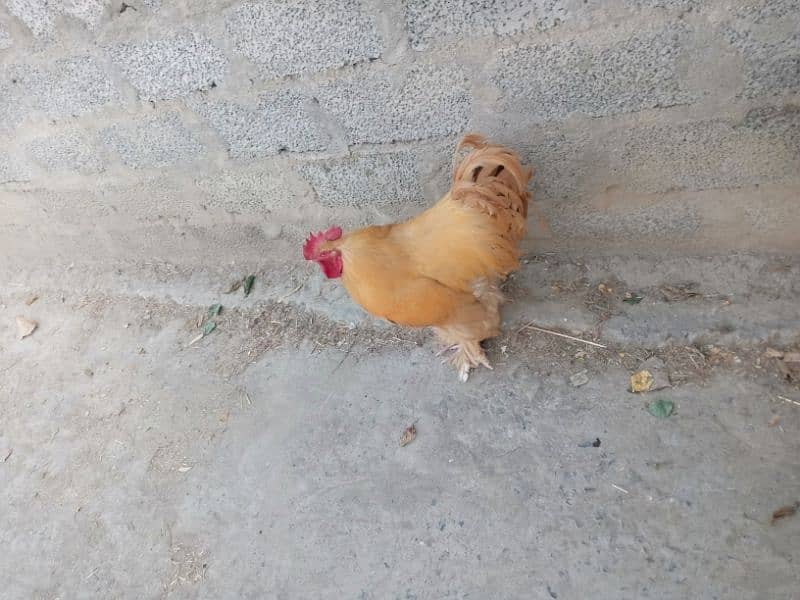 rooster golden heavy bup available for sale 1