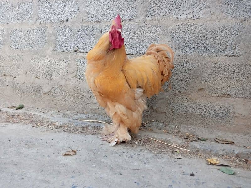 rooster golden heavy bup available for sale 2