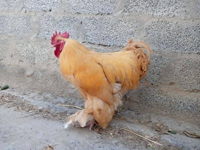 rooster golden heavy bup available for sale 3