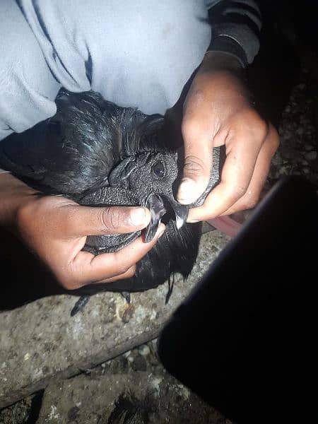 Ayam cemani Chiks and breeders 10