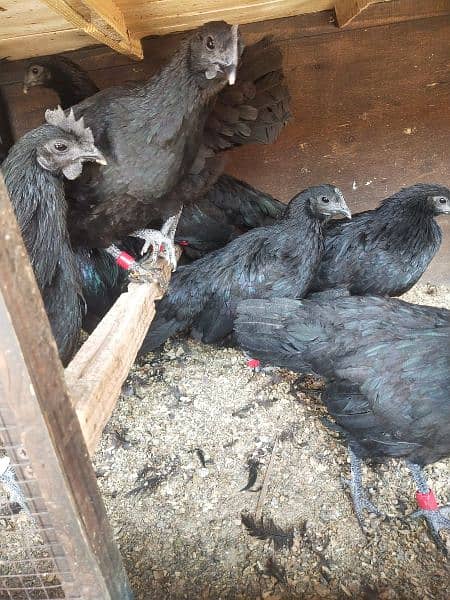 Ayam cemani Chiks and breeders 11