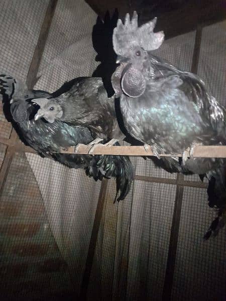 Ayam cemani Chiks and breeders 12