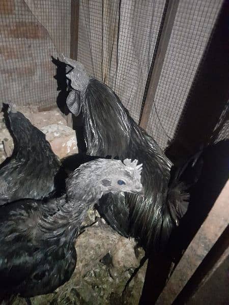 Ayam cemani Chiks and breeders 14