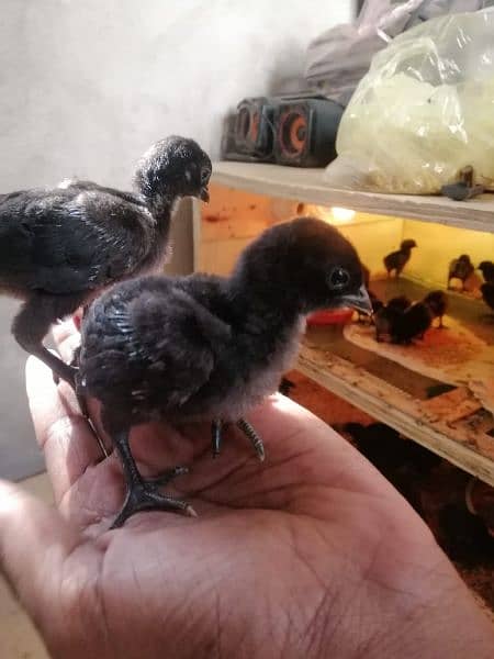 Ayam cemani Chiks and breeders 15