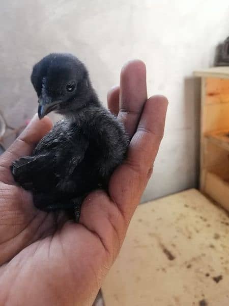 Ayam cemani Chiks and breeders 0