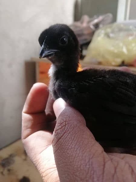 Ayam cemani Chiks and breeders 19