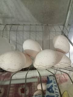 fertile turkey eggs for sale 0