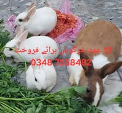 17 pice rabits for sell