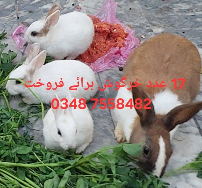 17 pice rabits for sell 0