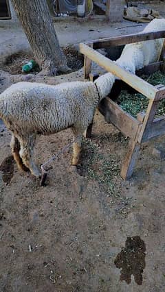 Sheeps for Qurbani