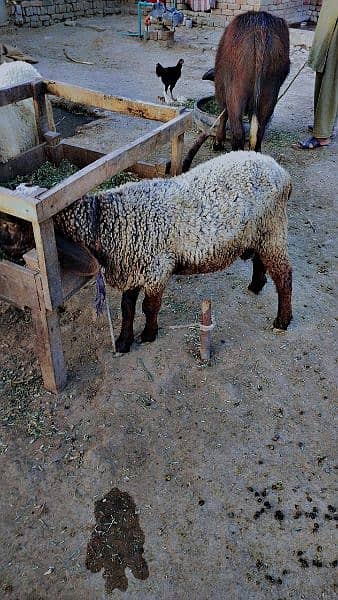 Sheeps for Qurbani 1