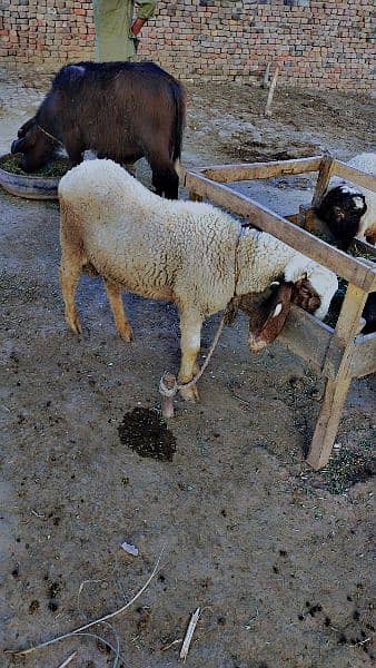 Sheeps for Qurbani 2