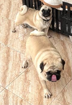 Non pedigree pug pair for sale with 2 puppies