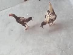 cocks