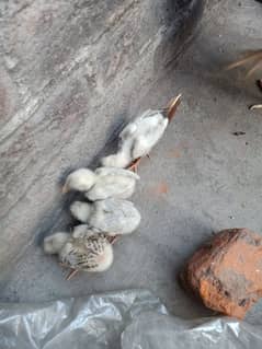 Aseel chicks high quality 0