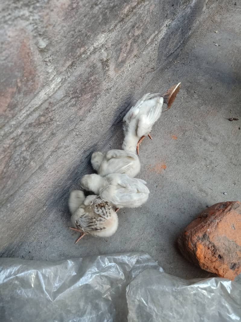 Aseel chicks high quality 1