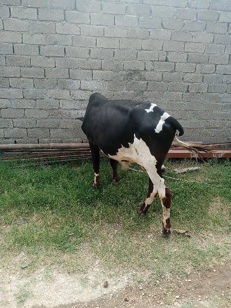 2 dant wala special Qurbani male cow for sale l 0