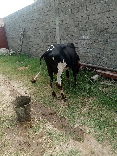 2 dant wala special Qurbani male cow for sale l 1