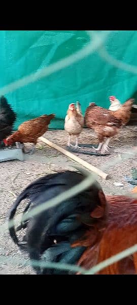8 misri hens eggs laying 1