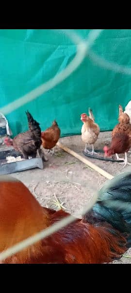 8 misri hens eggs laying 2