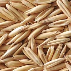 Jai jodar (oats) hybrid seed