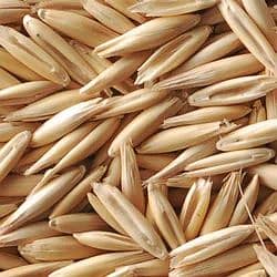 Jai jodar (oats) hybrid seed 0