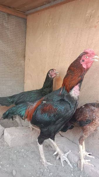 mushqa Aseel pair of chicks 2