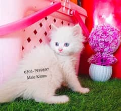 Persian White Blue Eyes Kittens And Triple Coated Cats