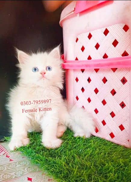 Persian White Blue Eyes Kittens And Triple Coated Cats 2