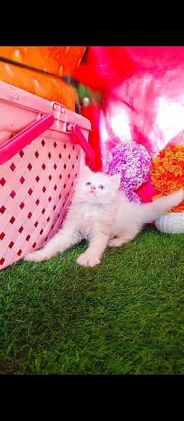 Persian White Blue Eyes Kittens And Triple Coated Cats 4