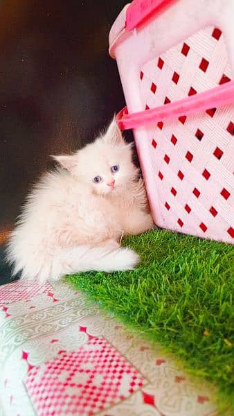 Persian White Blue Eyes Kittens And Triple Coated Cats 6