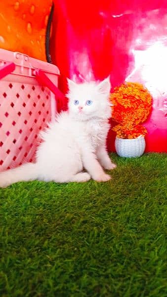 Persian White Blue Eyes Kittens And Triple Coated Cats 7
