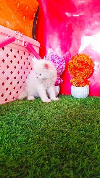 Persian White Blue Eyes Kittens And Triple Coated Cats 8