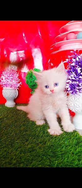 Persian White Blue Eyes Kittens And Triple Coated Cats 9