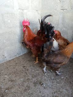 Hens for sale. 0