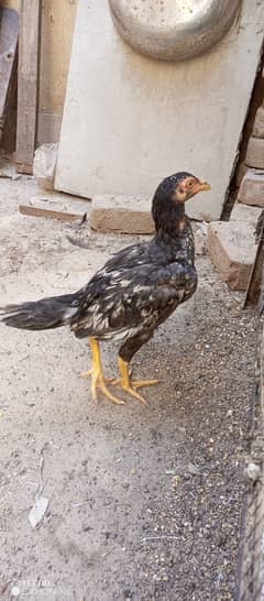 Pure aseel chicks 5 month 0