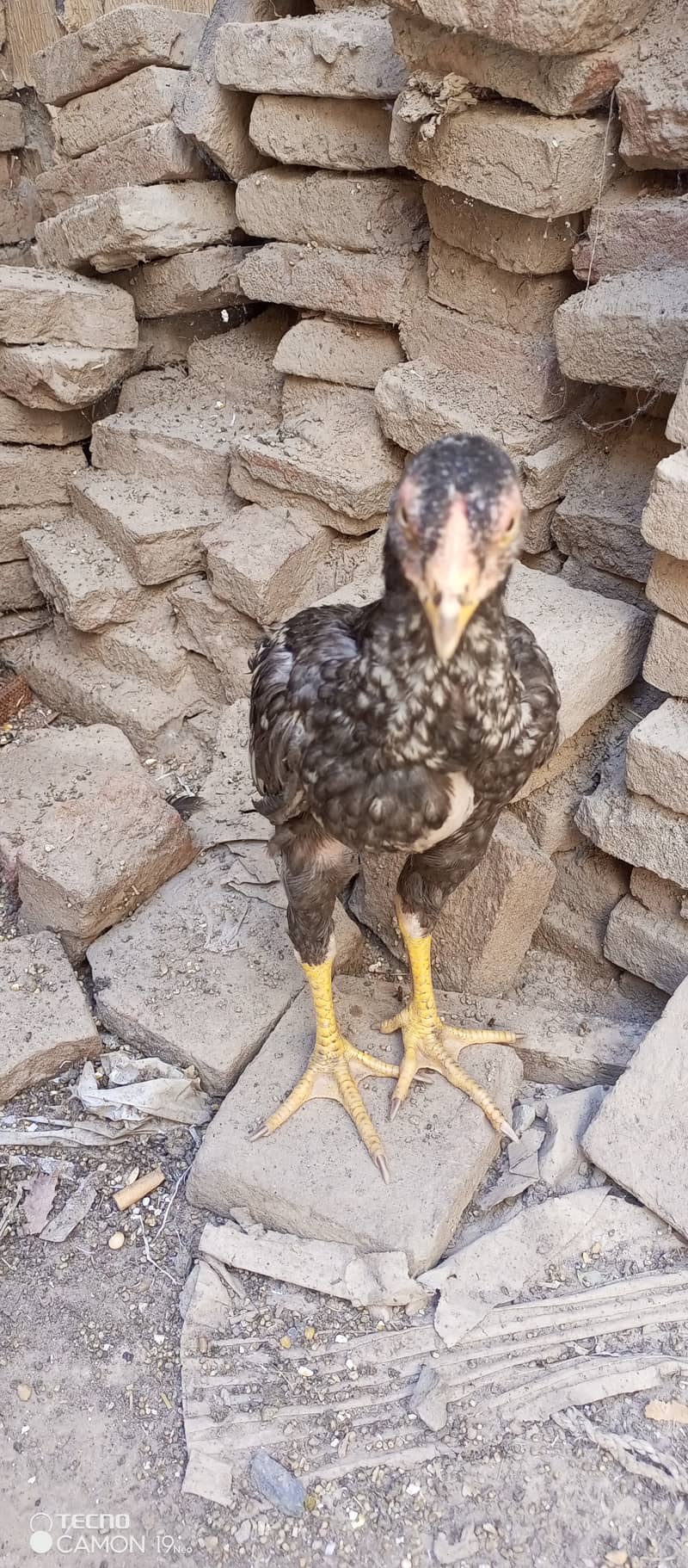 Pure aseel chicks 5 month 4