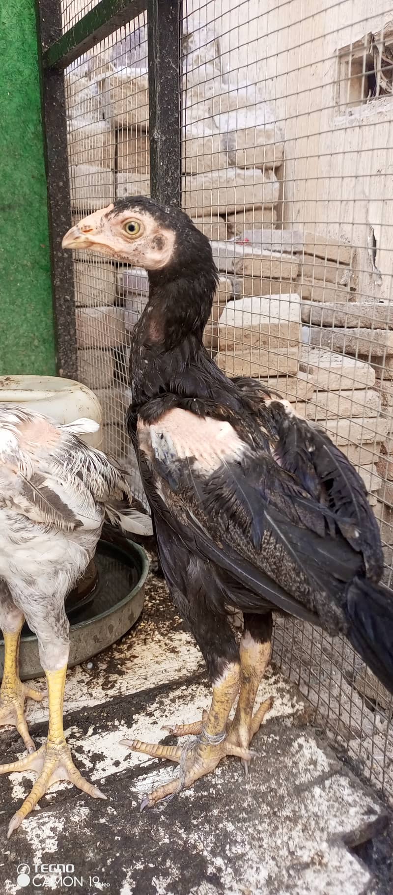 Pure aseel chicks 5 month 5
