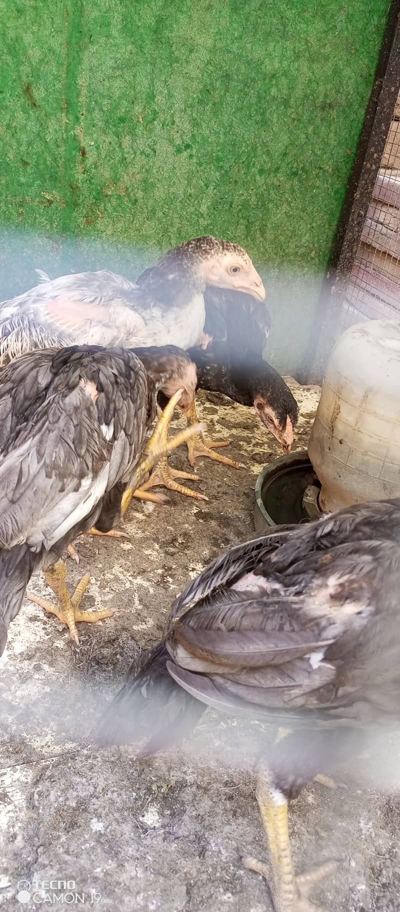 Pure aseel chicks 5 month 6