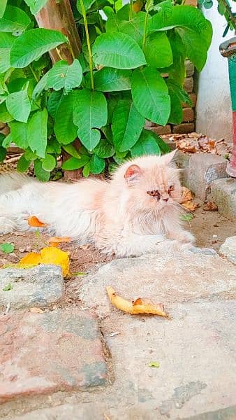Persian White Female Male Kittens 3