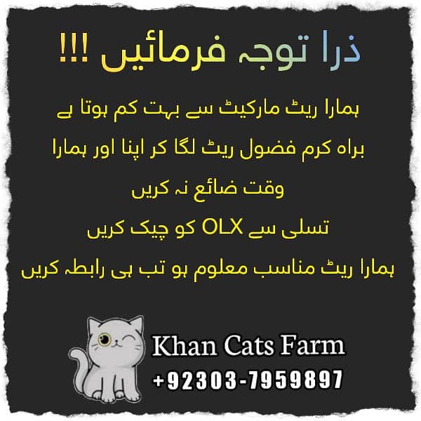 Persian White Blue Eyes Kittens And Triple Coated Cats 10