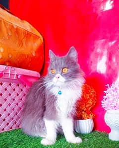 Persian Playful Cat Best For Kids